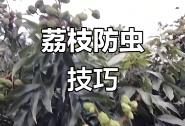 荔枝龙眼果实膨大期主要病虫害发生趋势及防治意见