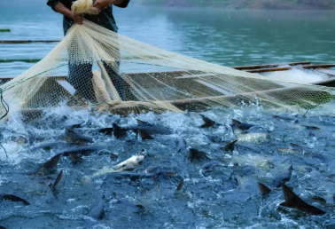 2025年11月广西淡水鱼养殖病害预测预报