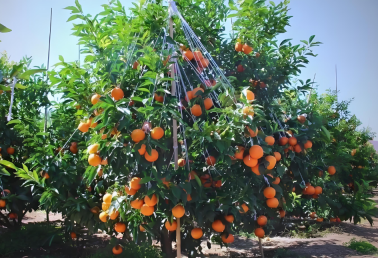 沃柑冬季管理技术要点