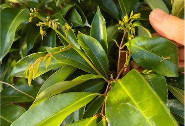 当前荔枝控梢促花管理技术要点